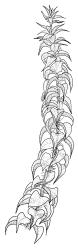 Cratoneuropsis relaxa, branch. Drawn from T.W.N. Beckett 471, CHR 621716, C.D. Meurk s.n., 27 Nov. 1970, CHR 481321, and T.W.N. Beckett 507, CHR 621717.
 Image: R.C. Wagstaff © Landcare Research 2014 